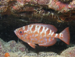 Glasseye Snapper at Elbow Reef, Key Largo Florida by Shawn Siebertz 
